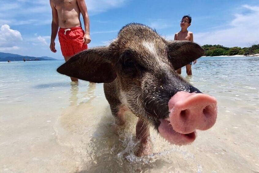 Pigs Island exclusive Semi VIP