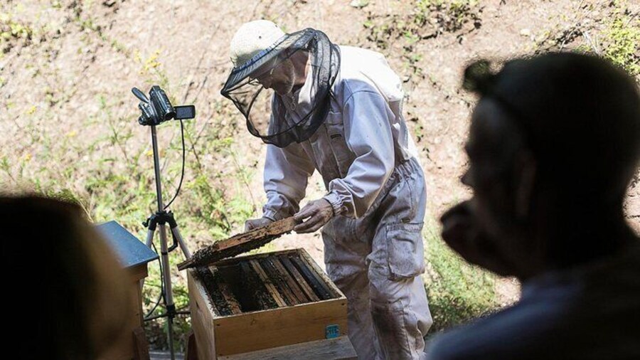 At the heart of the visit: the opening of a beehive LIVE and in complete safety