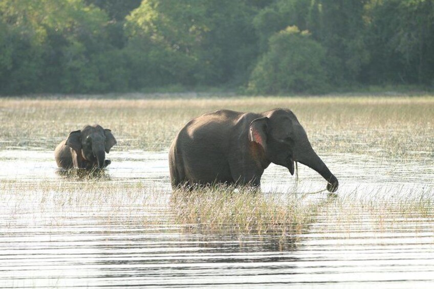 Wilpattu National Park Safari from ColomboNegombo by Private vehicle with Driver