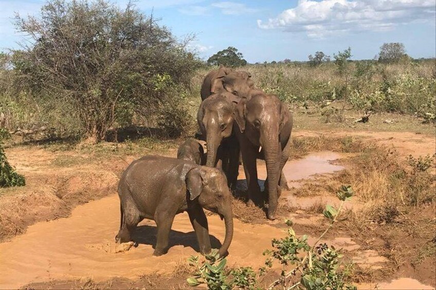 Wilpattu National Park Safari from ColomboNegombo by Private vehicle with Driver