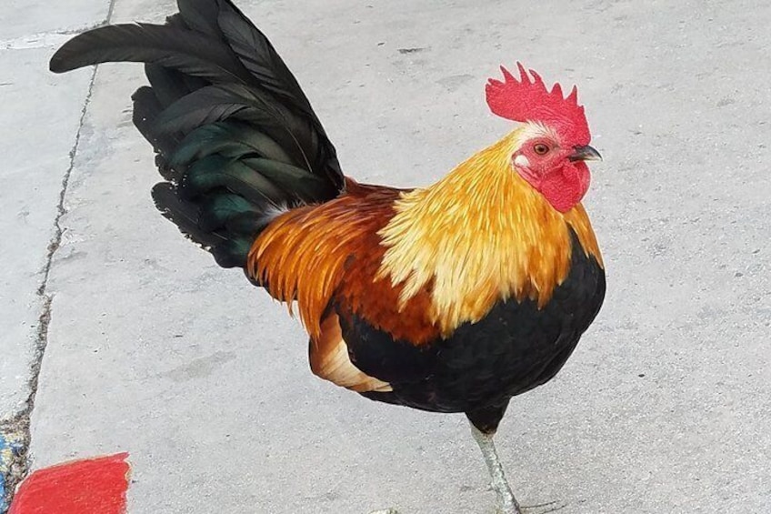 Key West Rooster