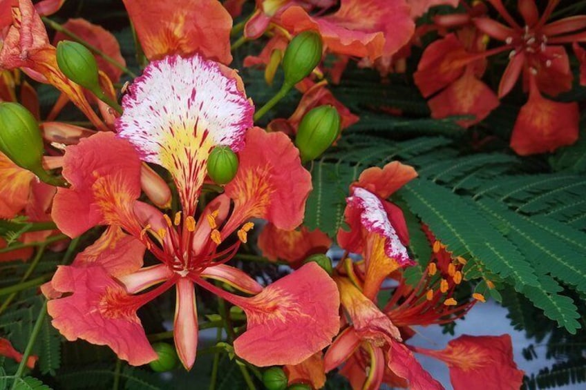 Royal Poinciana Flower from a tree in Old Town Key West