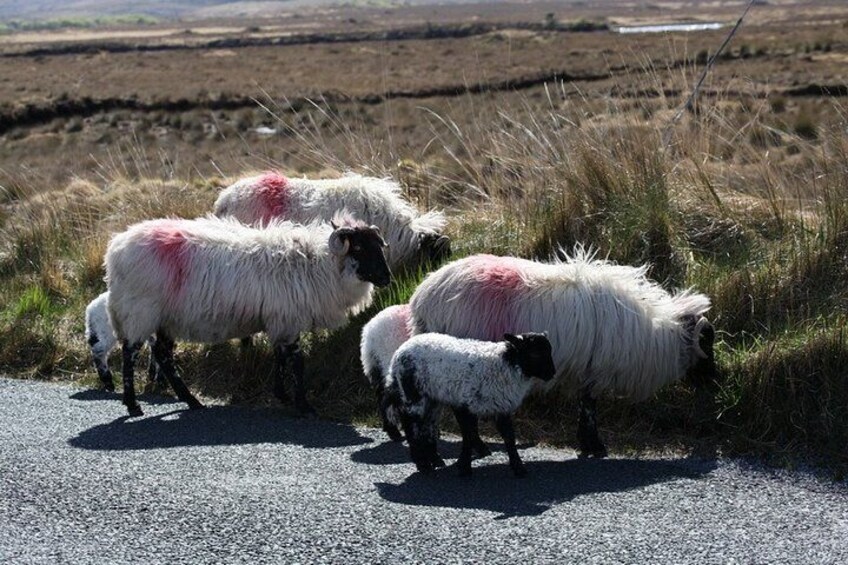 Connemara Locals