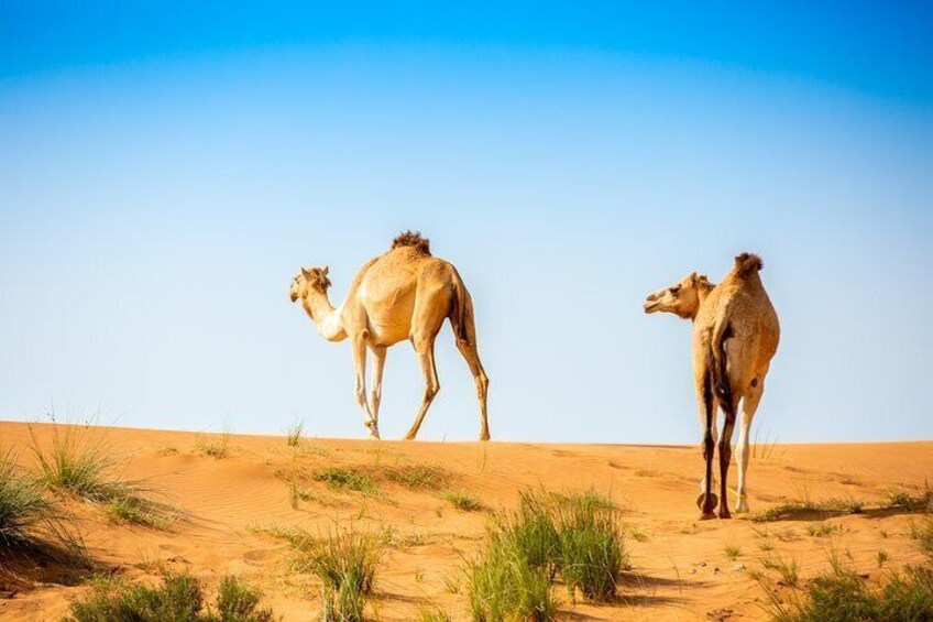 Overnight Camping in Bedouin Oasis - Ras al Khaimah