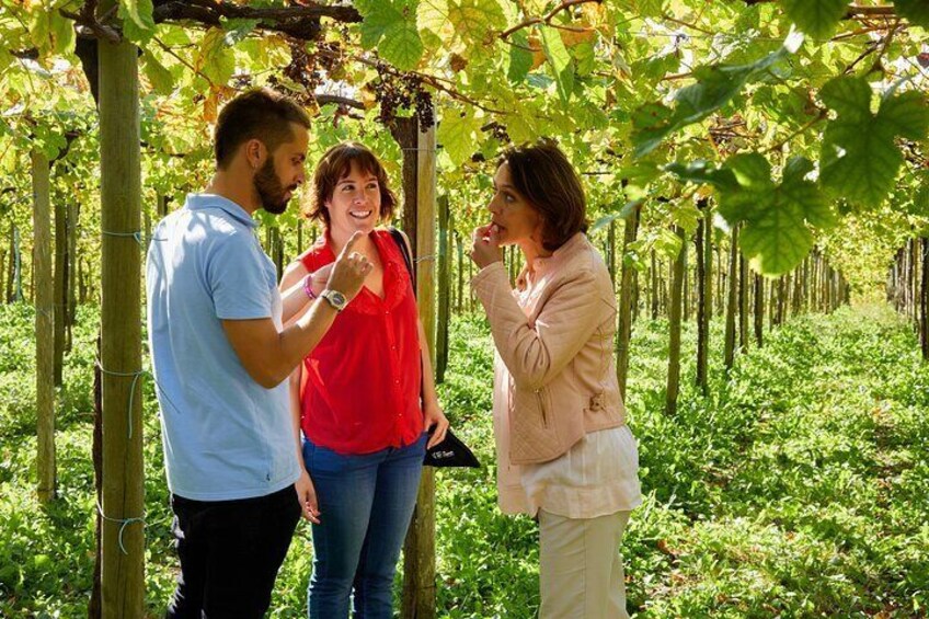 Private Getaria Txakoli Wine Tour from San Sebastian