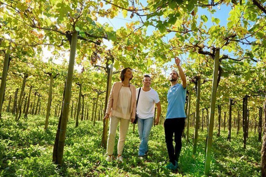 Private Getaria Txakoli Wine Tour from San Sebastian