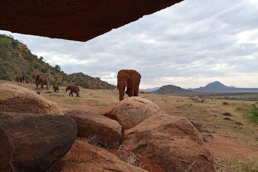 Tsavo East National Park 2 days Voi Safari Lodge from Mombasa.