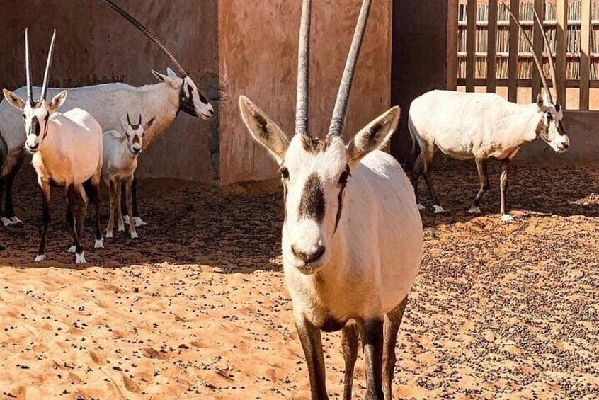 Wadi Bani Khaled & Desert Safari - Muscat, Oman