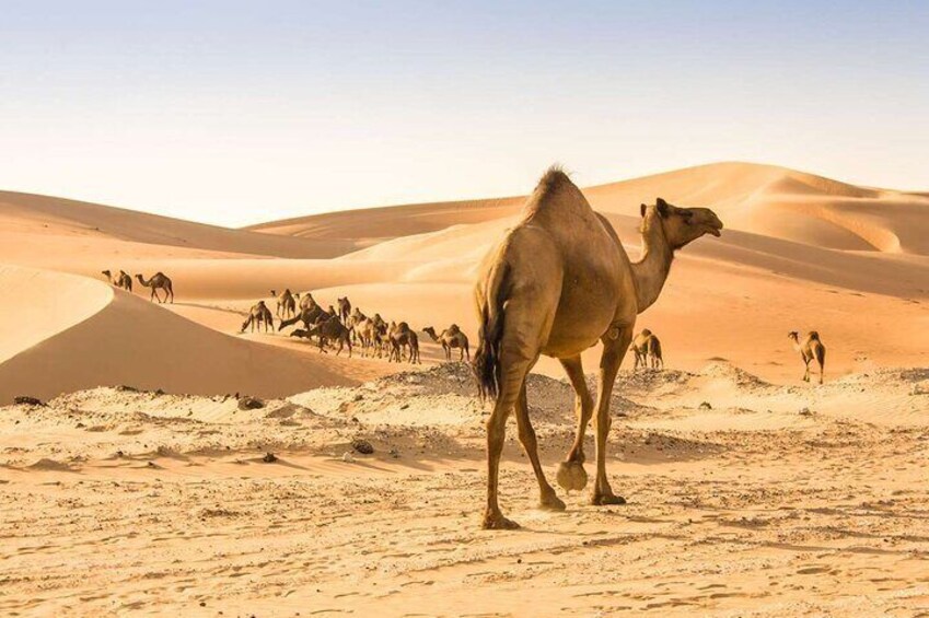 Wadi Bani Khaled & Desert Safari - Muscat, Oman