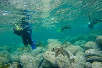 Manly and Shelly Beach Snorkeling Tour
