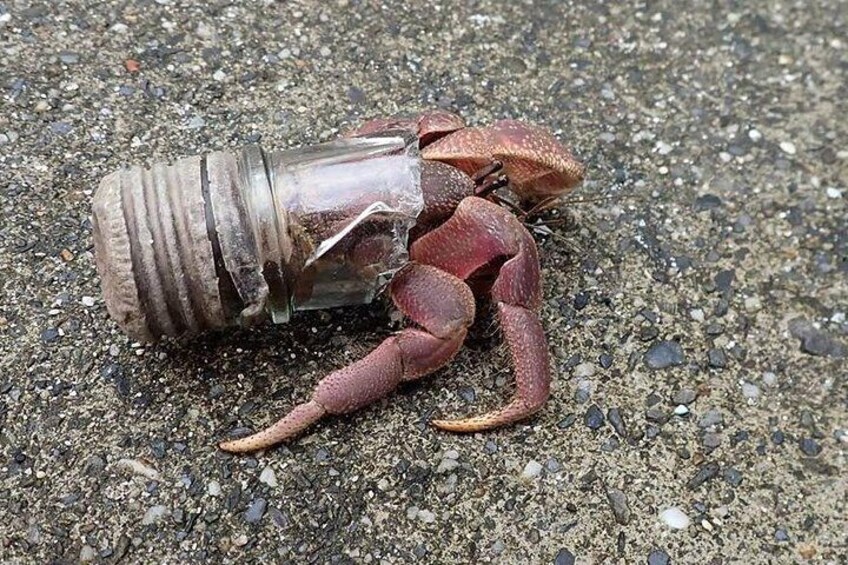 Hermit crab carrying garbage