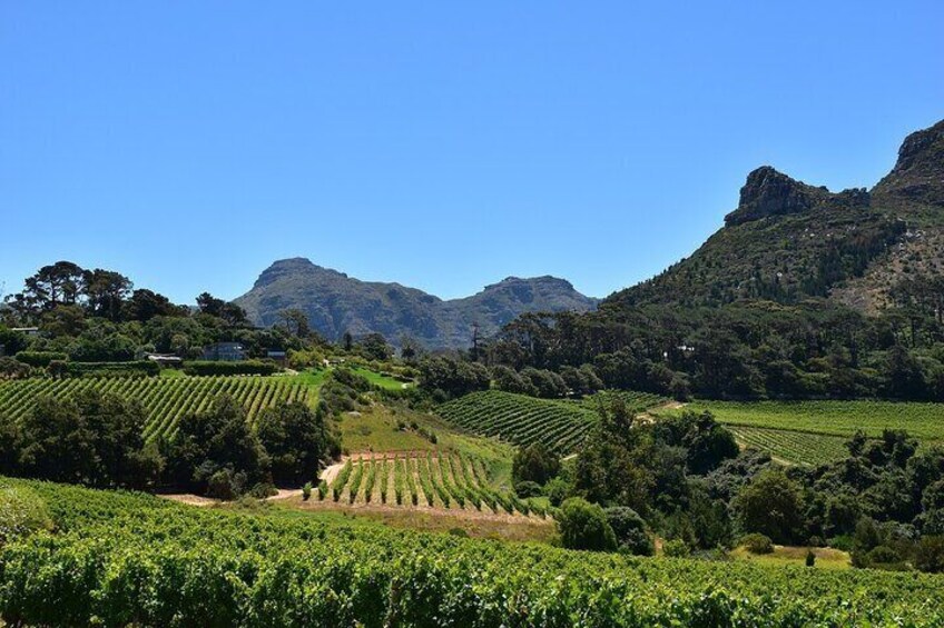 Whale Watching and Winelands Tour