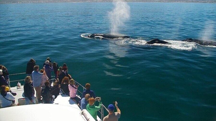 Full-Day Whale Watching and Wine Region Experience from Cape Town