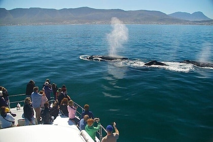 Whale Watching and Winelands Tour