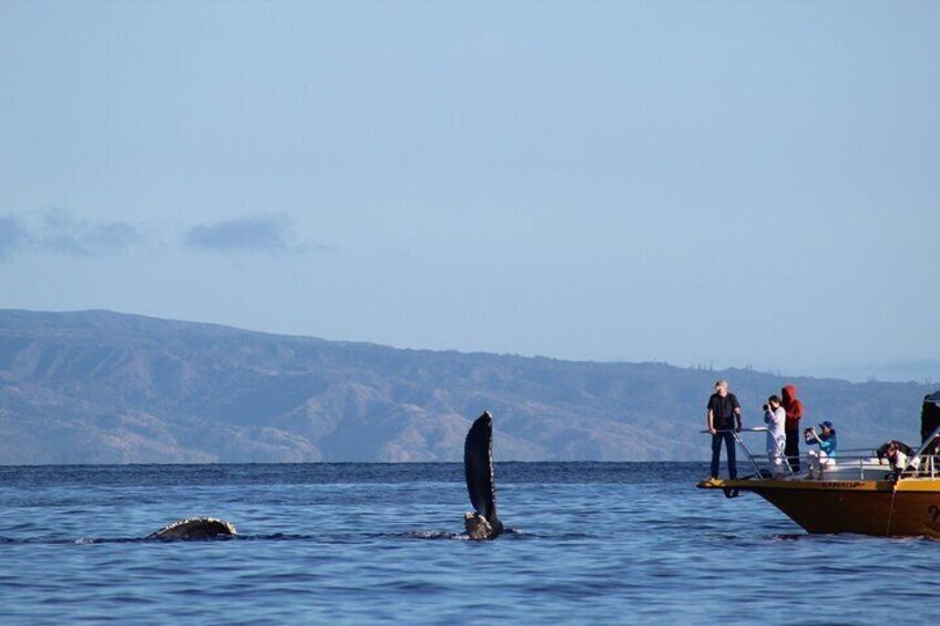 Whale Watching and Winelands Tour