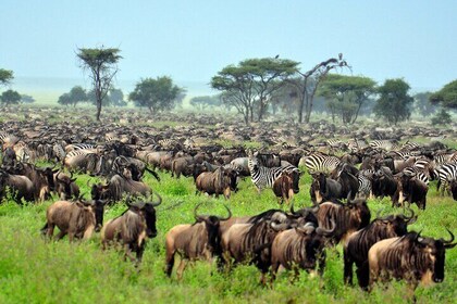 8 Days luxury Safari Adventure(Serengeti)
