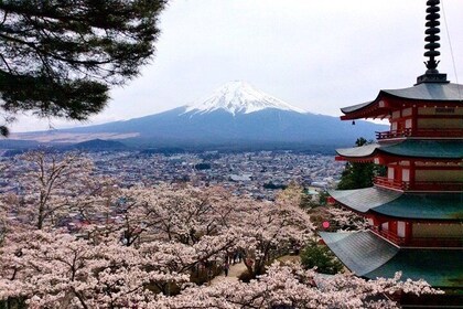 Tour to Mt. Fuji Photo Spots and Tea Ceremony Experience