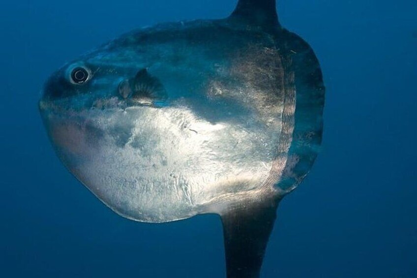 We're going to see this too, the Mola Mola