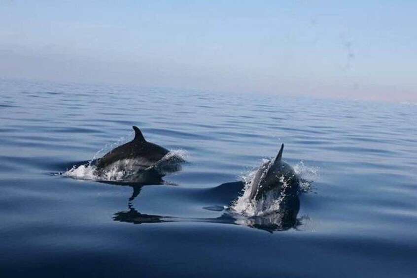 Spotting dolphins during the boat trip