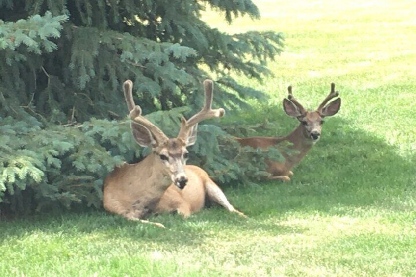 The Broadmoor never chases the deer away