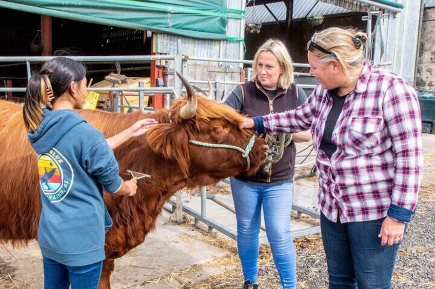 Highland Cow Farm