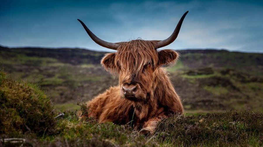 Highland Cow
