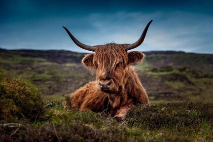 Aberdeenshire Castles Cows and Whisky Privat dagstur