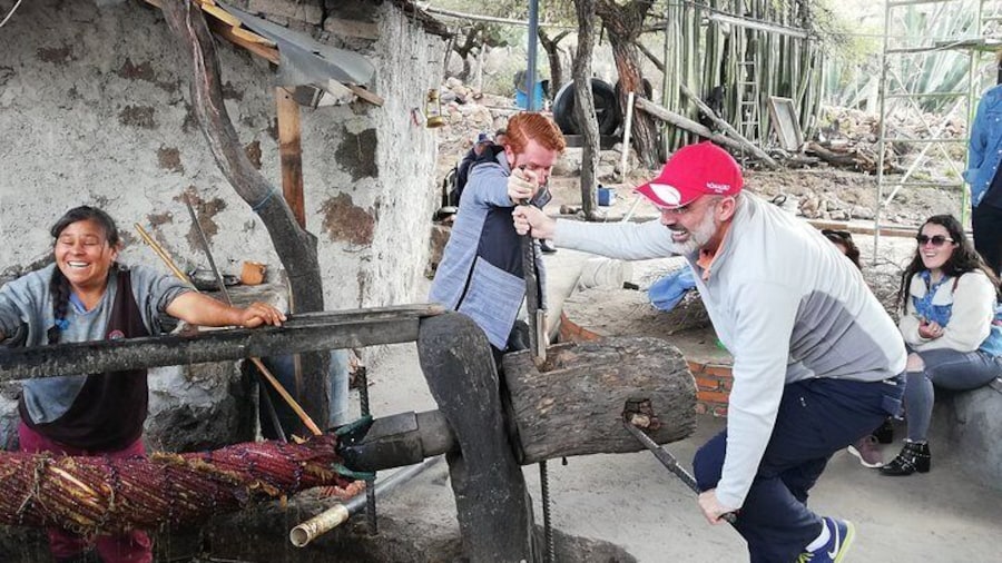 The sweet juices from agave have to be pressed before the fermentation process.