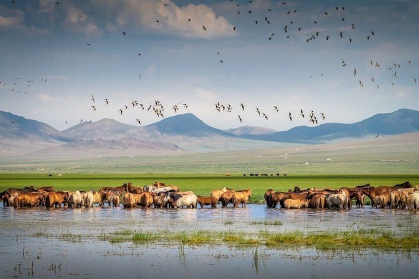 Mongolian Great Gobi Desert , Steppe & Safari tour 10 days