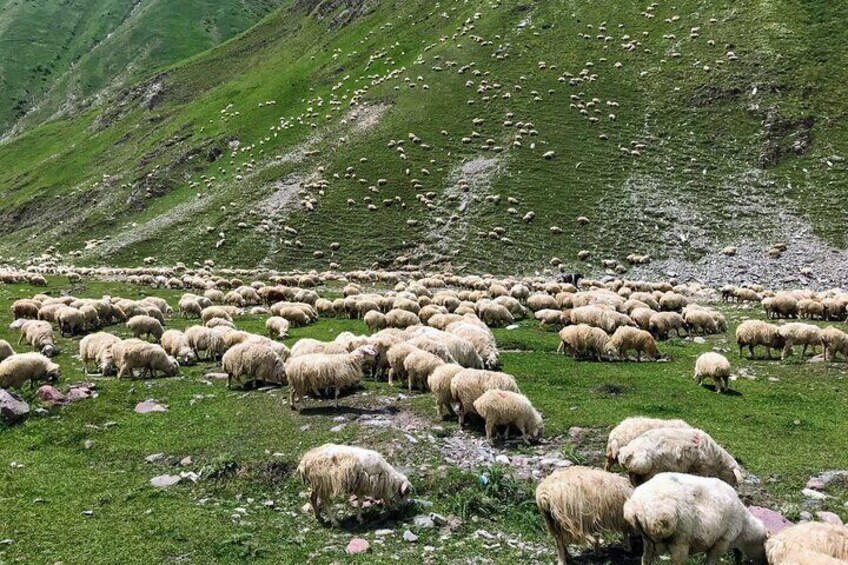 Kazbegi Tour