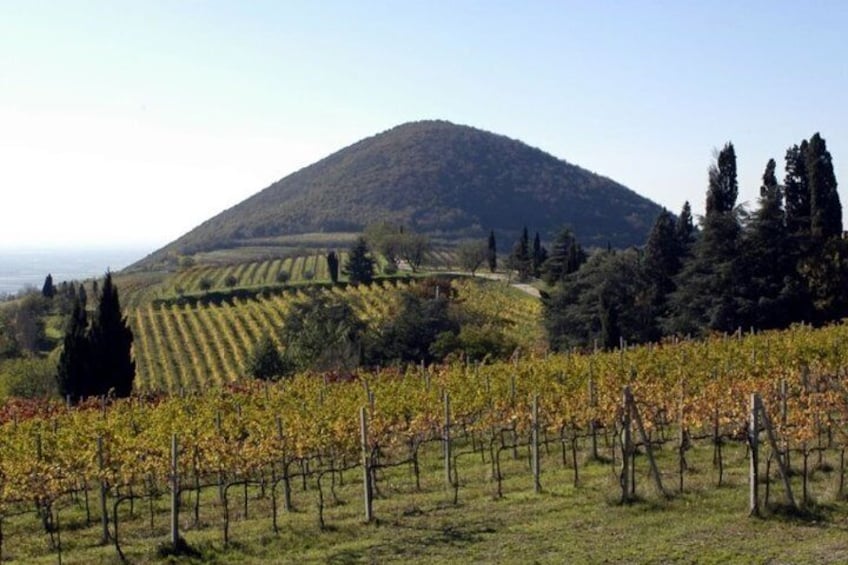 Colli Euganei vineyards