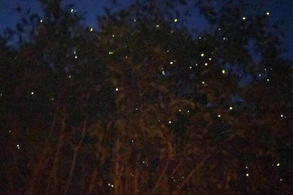 Kuala Selangor Tour with Fireflies and Blue Tears (SIC)