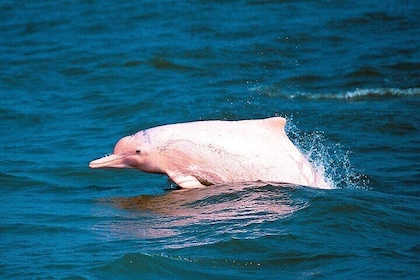Pink Dolphin Spotting & Pig Island Speedboat Tour From Koh Samui