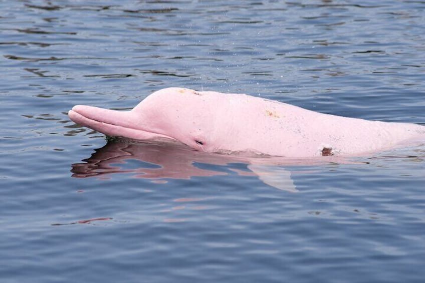 Pink Dolphin Spotting & Pig Island Speedboat Tour From Koh Samui