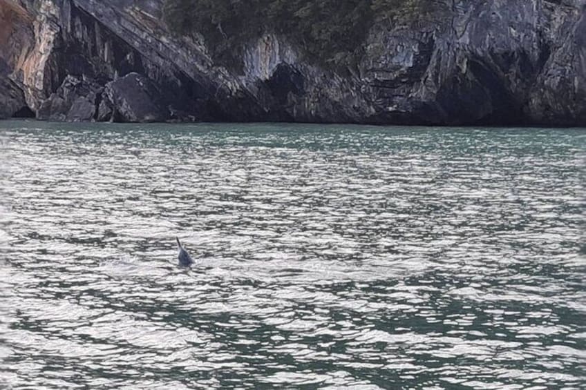 Pink Dolphin Spotting Tour by Speedboat From Koh Samui