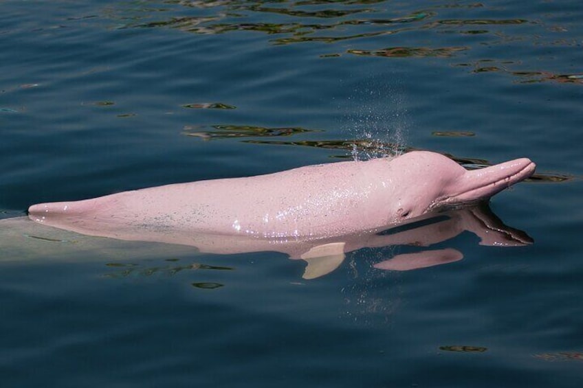 Pink Dolphin Spotting Tour by Speedboat From Koh Samui