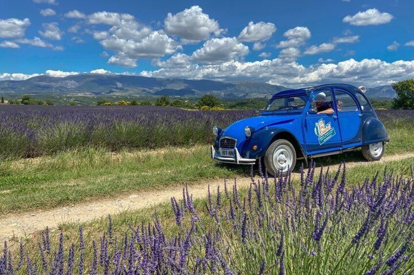 The lavender road in 2cv