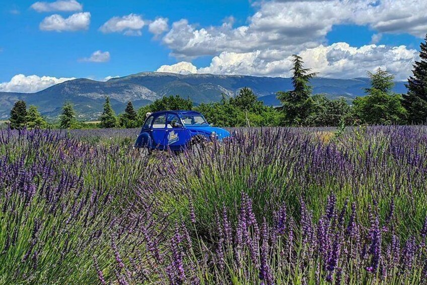 The lavender road in 2cv