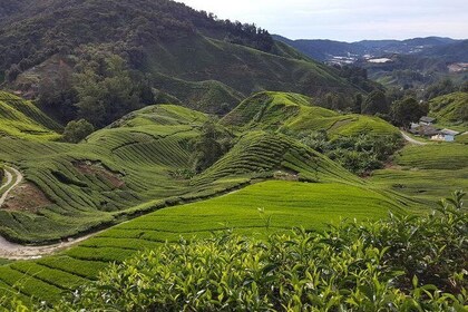 Cameron Highlands dagstur fra Kuala Lumpur med lunsj (SIC - Delte turer)