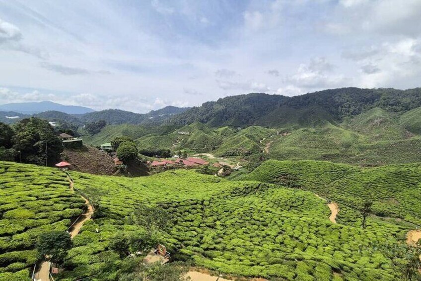 Cameron Highlands Day Tour from Kuala Lumpur with Lunch (SIC - Shared Tours)