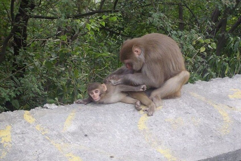 Best of Islamabad Half Day Tour With Meal At Monal Restaurant (Morn & Eve Slots)
