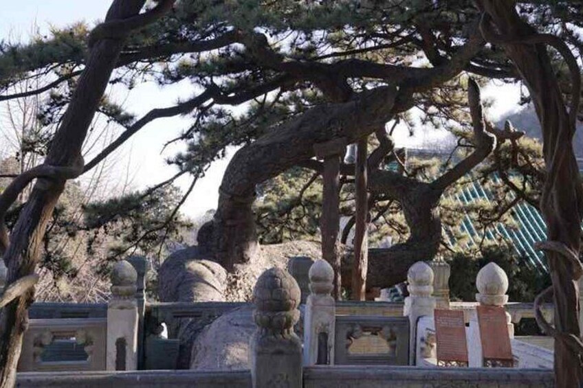 Old pine tree in Jietai temple