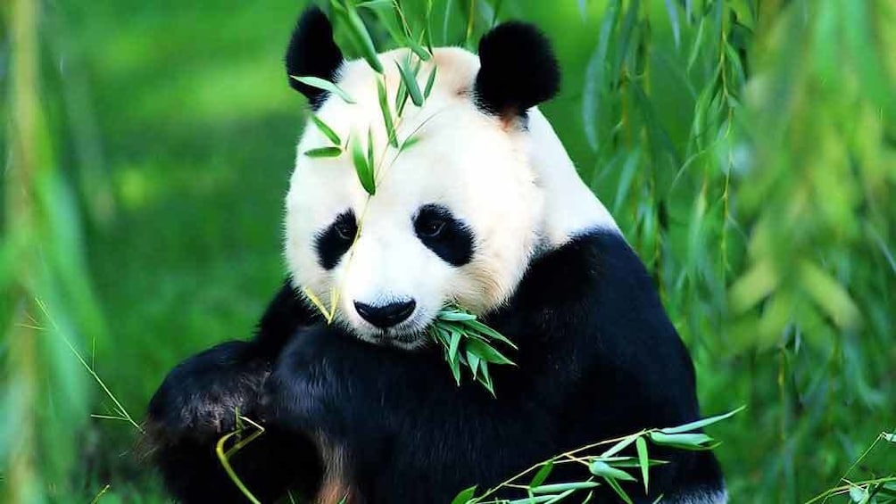 Panda eating leaves in china