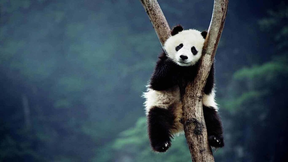 Panda in a tree in china