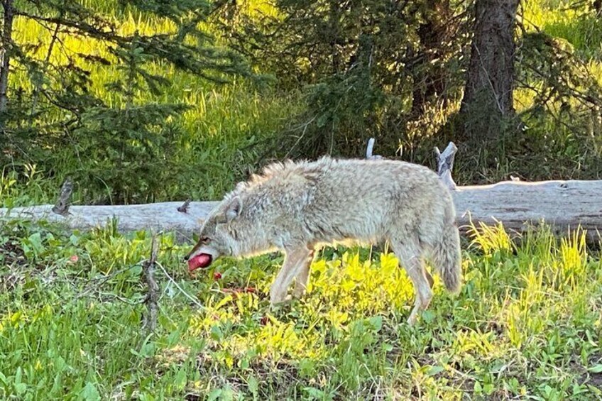 VIP Safari of Yellowstone from West Yellowstone