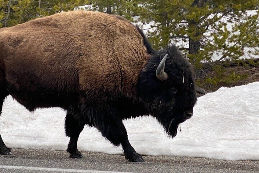 VIP Safari of Yellowstone from West Yellowstone