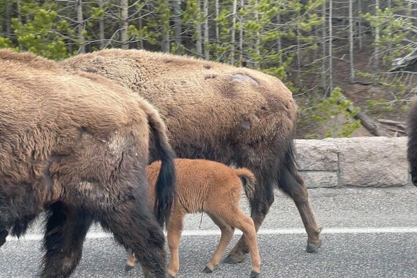 VIP Safari of Yellowstone from West Yellowstone