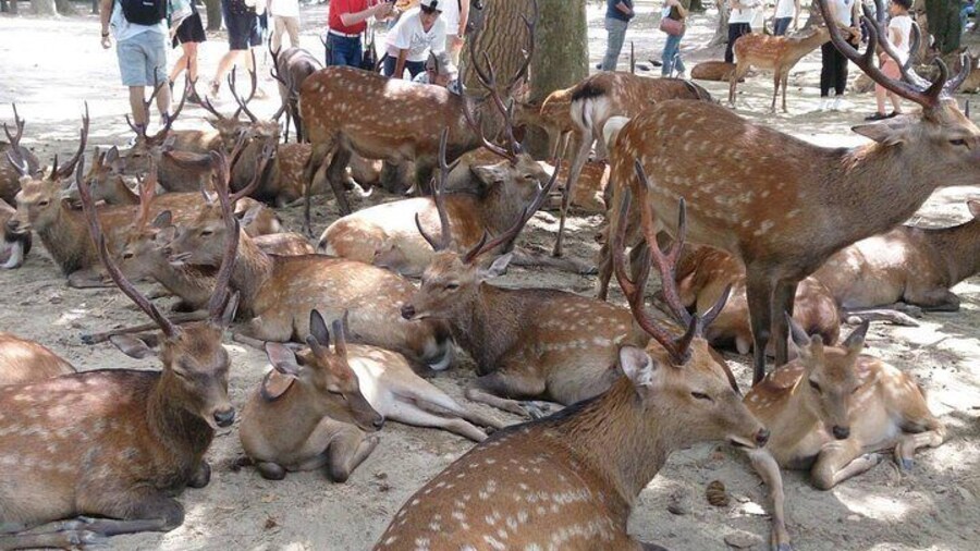 Meet deer!