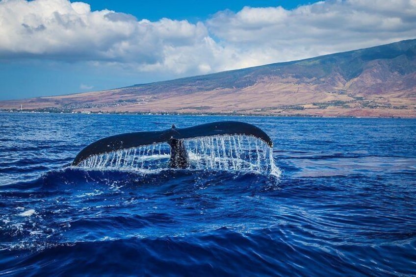 Cetacean sighting and Tarifa