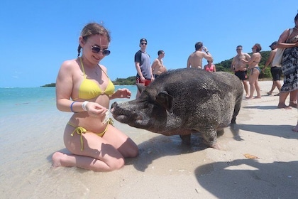 Pig Island Private Longtail Boat Trip From Koh Samui